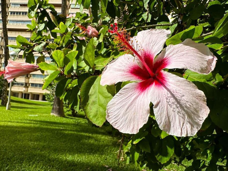 Apto. Tobago, Vistas Y Urbanizacion De Ensueno 엘 캄펠로 외부 사진